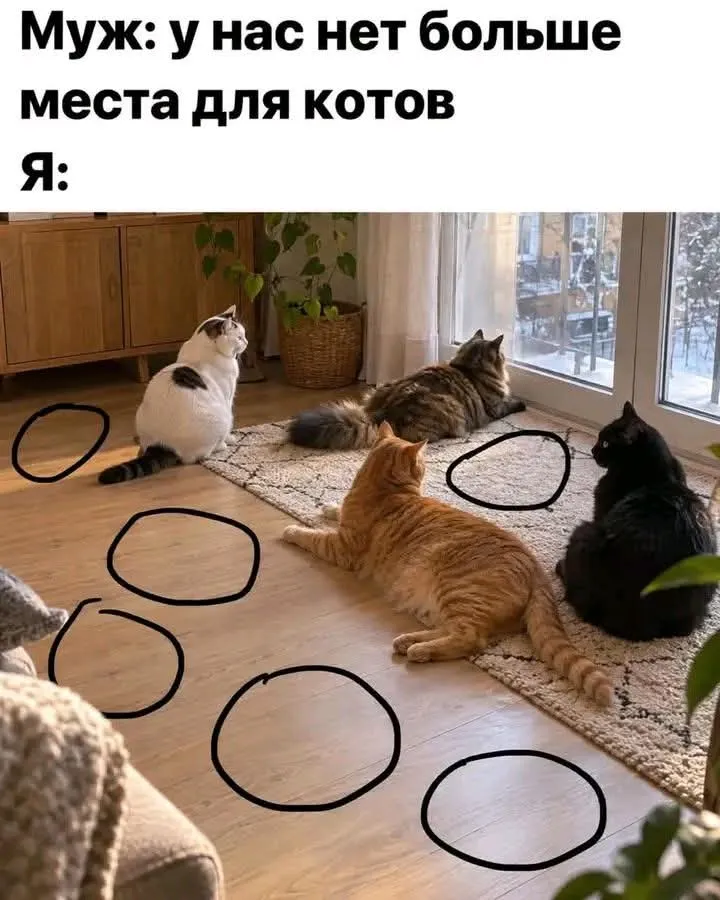 Юмор кошатников #2