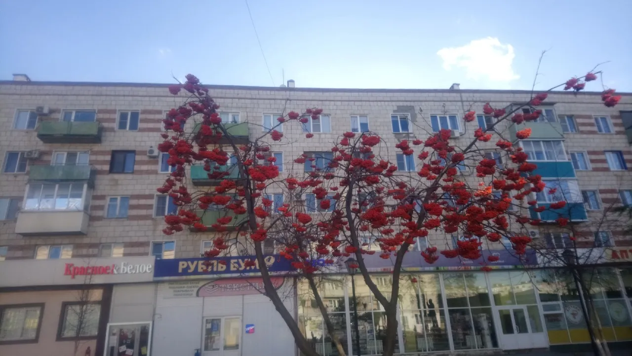 шикарная рябинка!