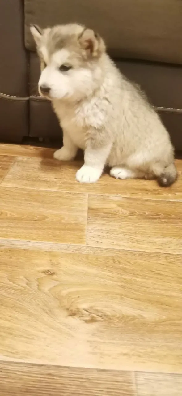 1,5 мес