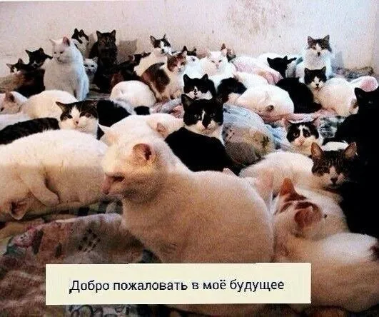 Сколько у вас домашних любимцев? (Рыбок не считаем))) #2
