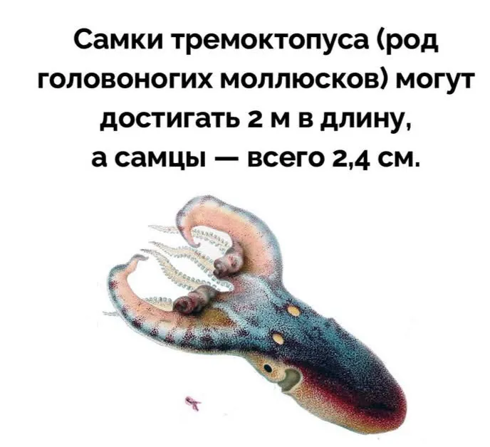 Жена больше мужа в 40 тысяч раз #2