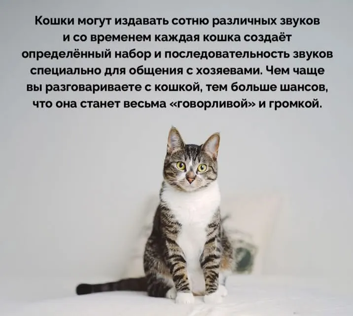 А ваша кошка разговаривает? #2