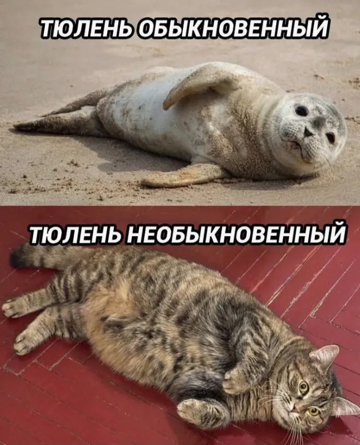 Любимые котики #2