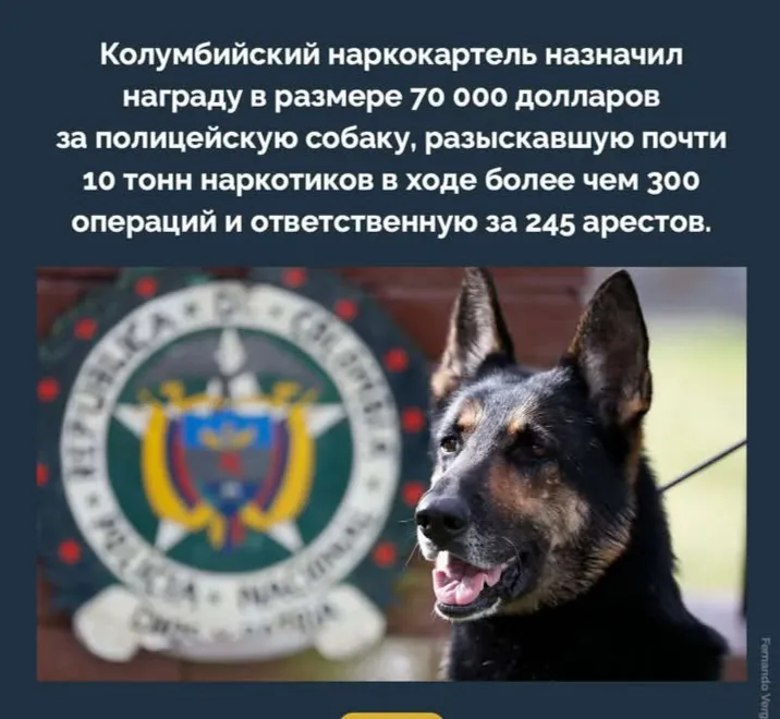 Самая дорогая собака  #1