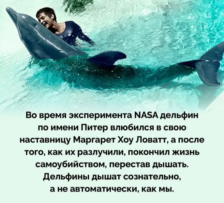 Мир дельфинов хрупок #2