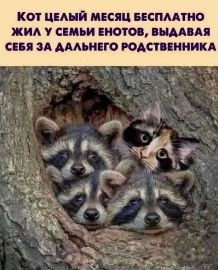 Котик находчивый #1