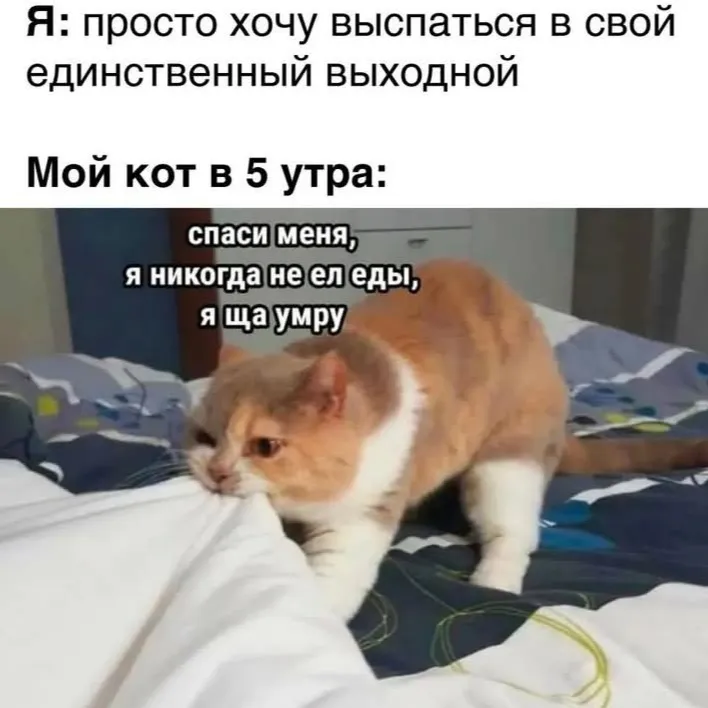 Коты в 5 утра #1