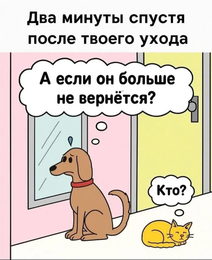 Чем отличаются коты от собак? #1