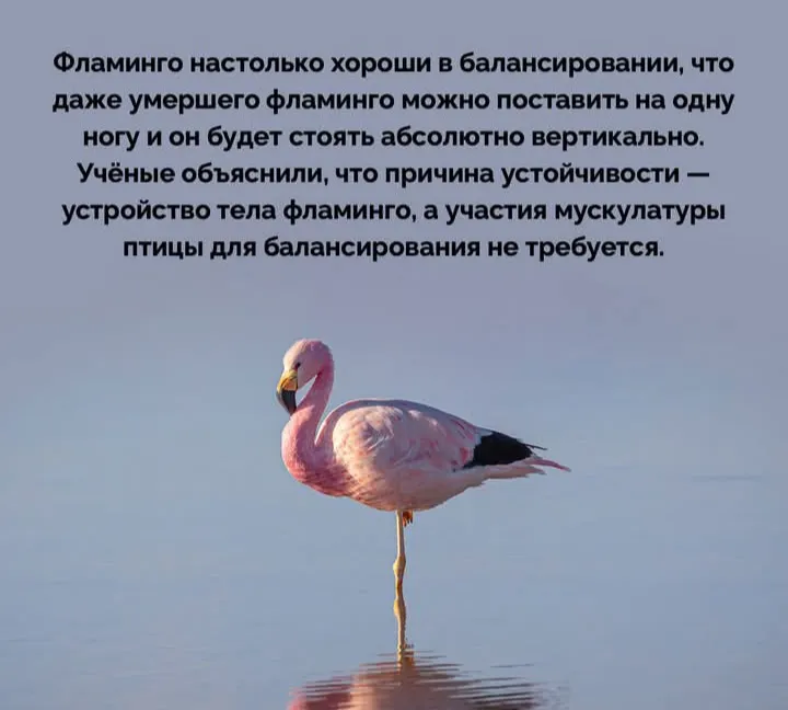 Почему даже мертвый фламинго не падает #1