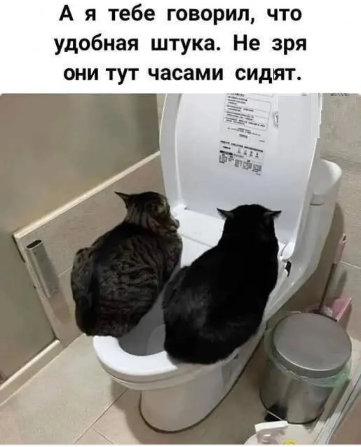 Любимые котики #1