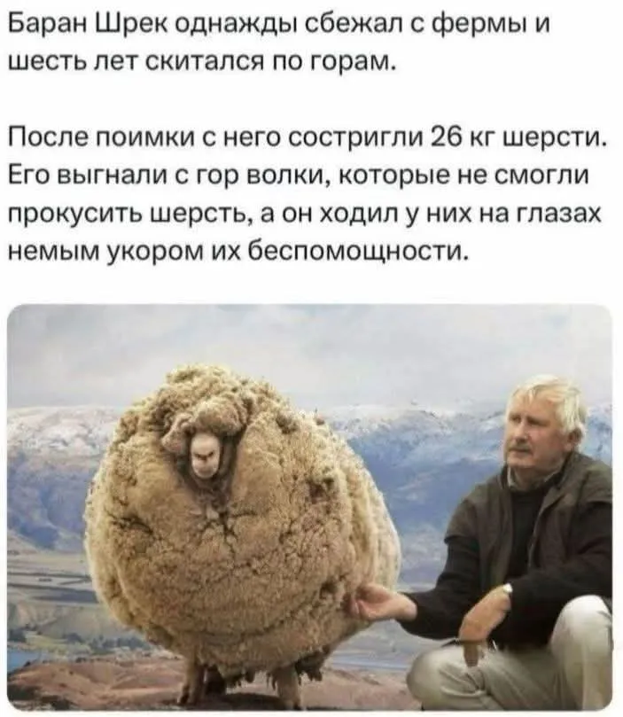 Баран Шрек #2