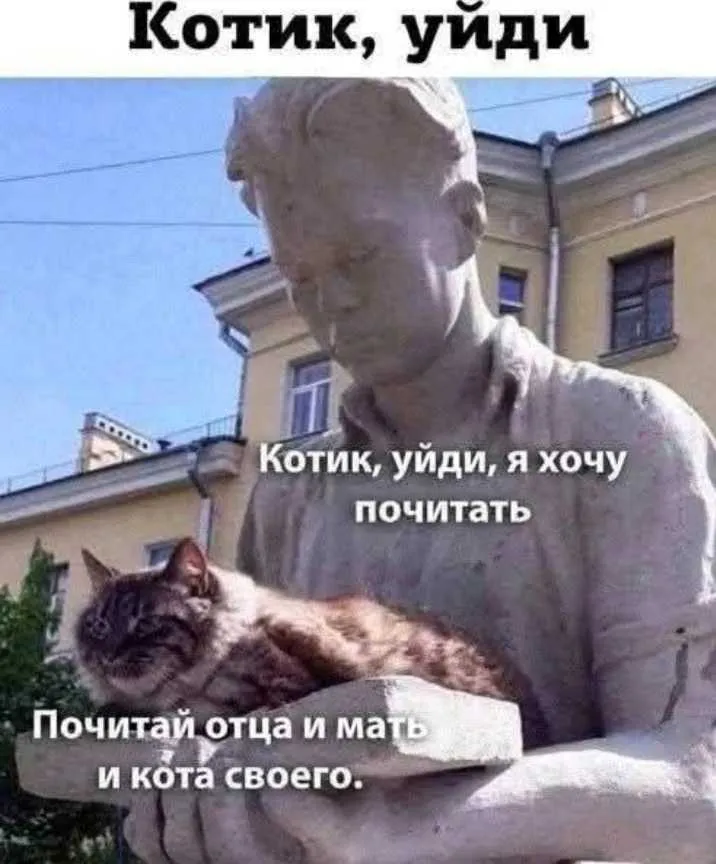 Смешные котики в городе  #1