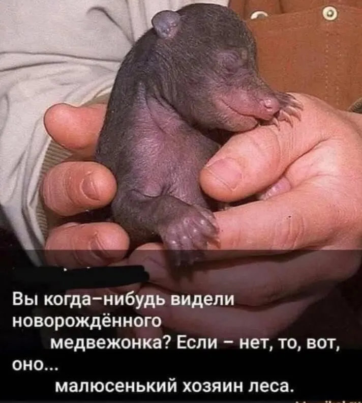 Ребенок медведя #2