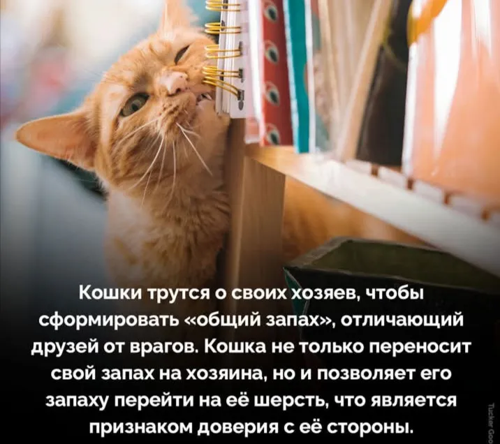 Привычки кота #2