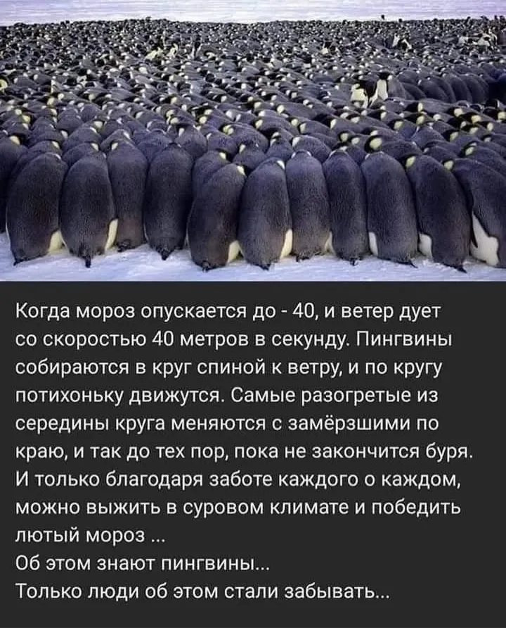🐧 крутые пингвины! #1
