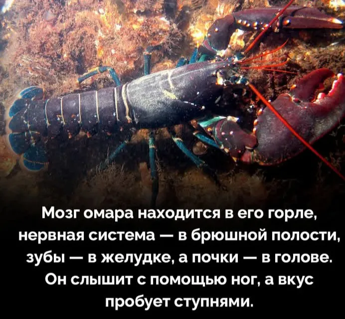Кто создал омаров? #2