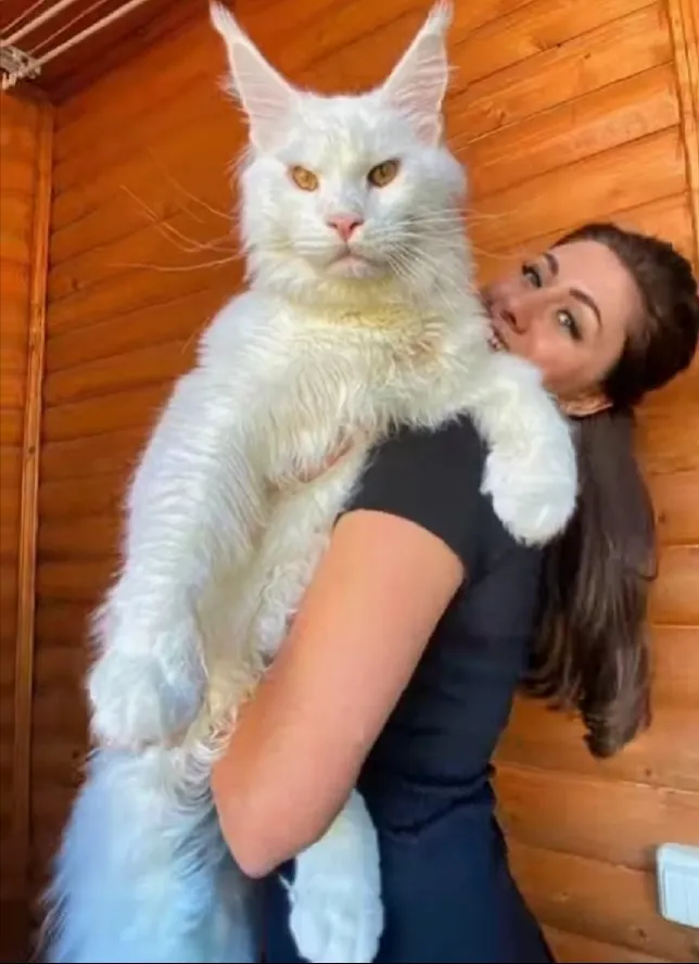 Кот Кефир  #1