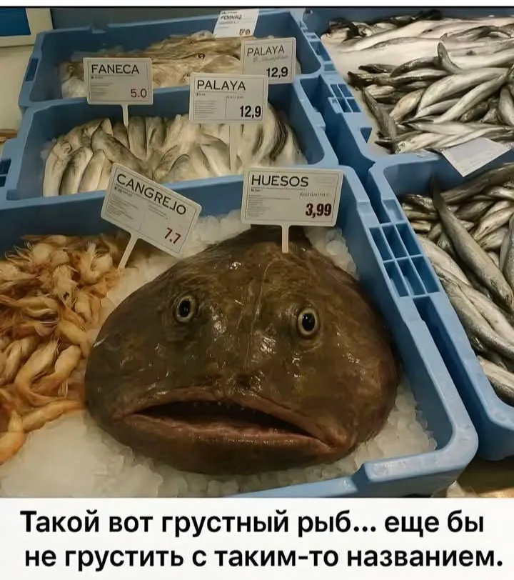 От чего голубушка так грустна? #2