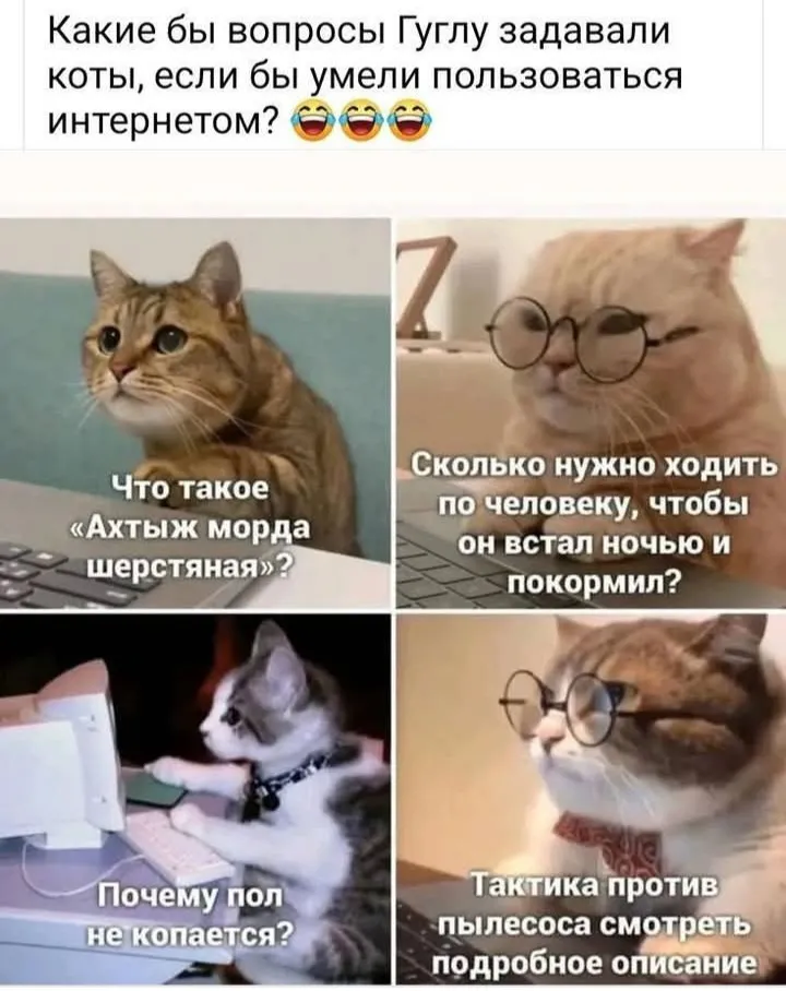 Если бы коты умели гуглить #2
