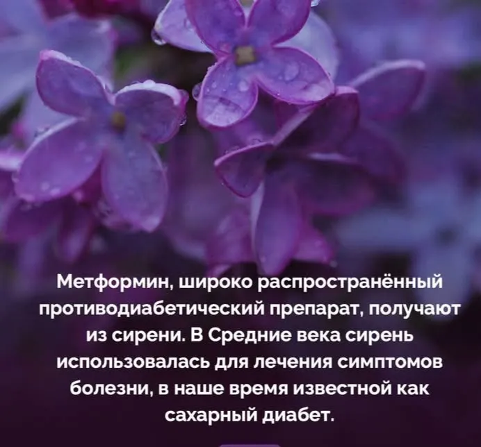 Все в детстве 5-тилепестковые цветки ели на счастье? #2