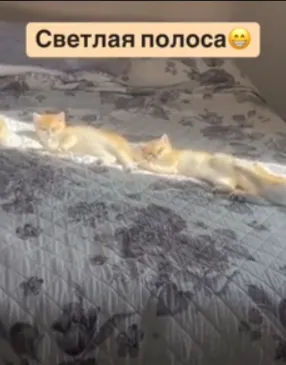 Псолярий #2