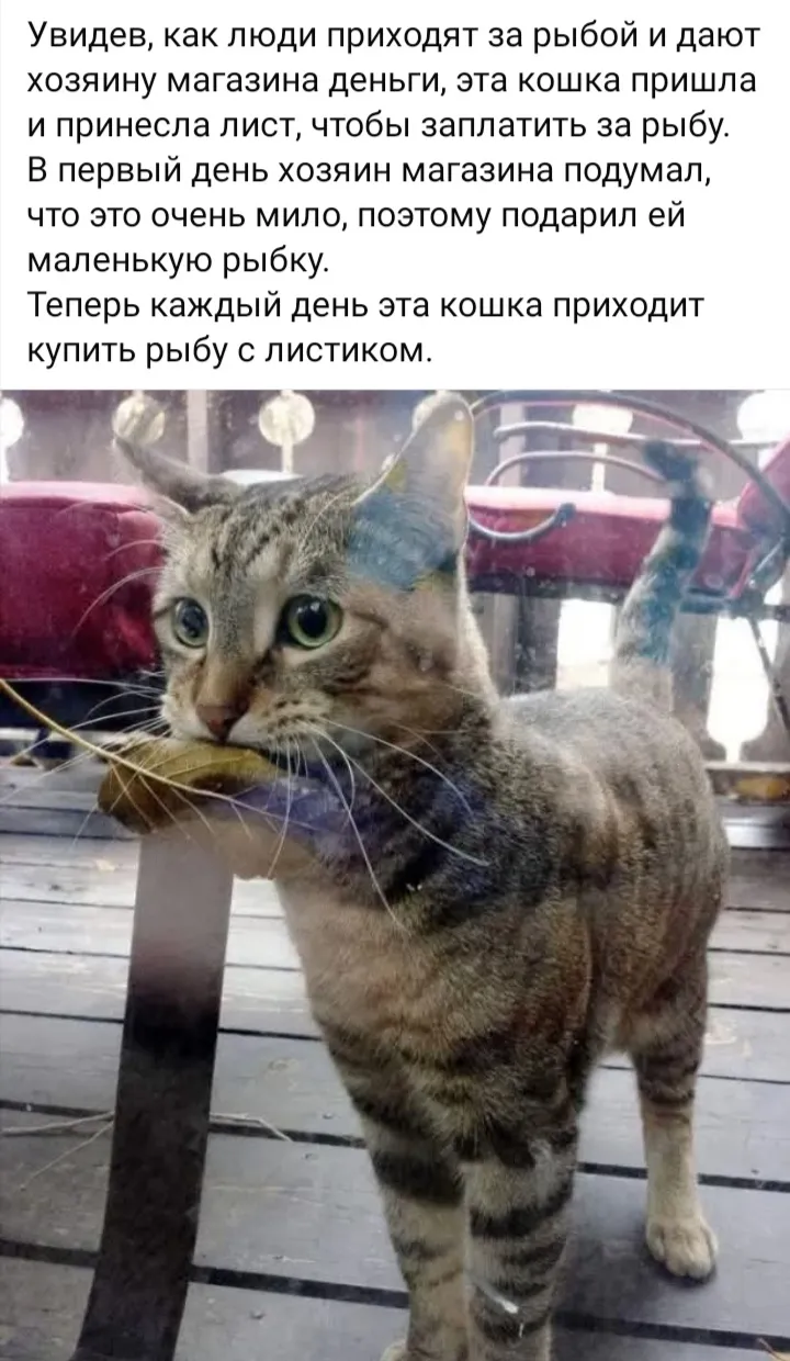 Умнее нет животного  #2