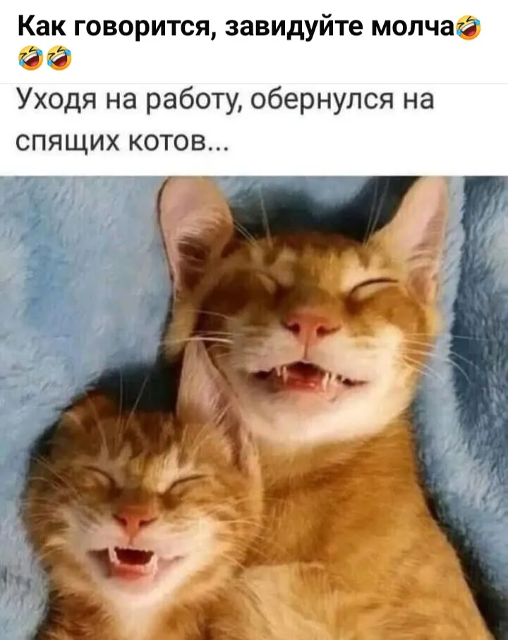 А ты завидуешь своему коту? #2