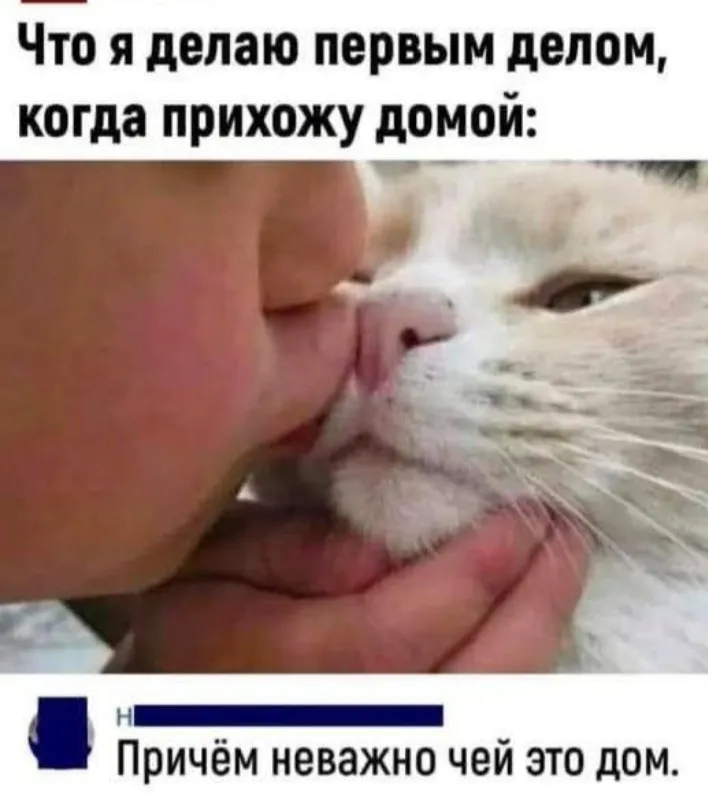 Юмор про котов N2 #2