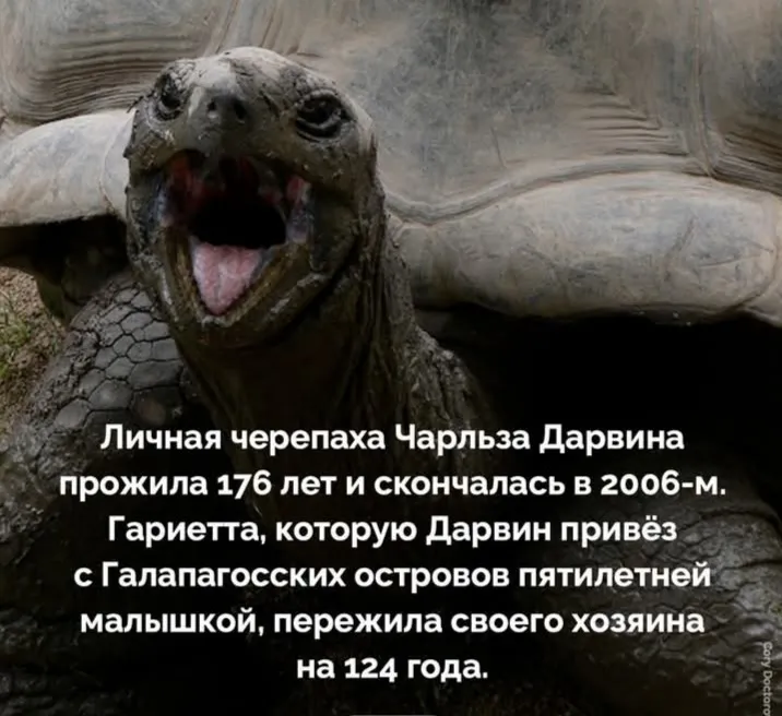 Если устали хоронить четвероногих  #2