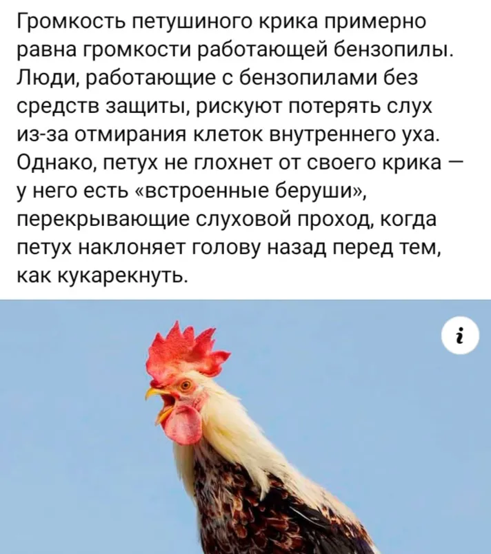 Почему петух не глохнет от собственного крика #1