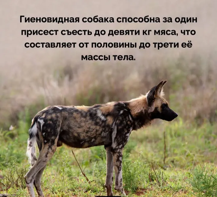 Не прокормить  #2