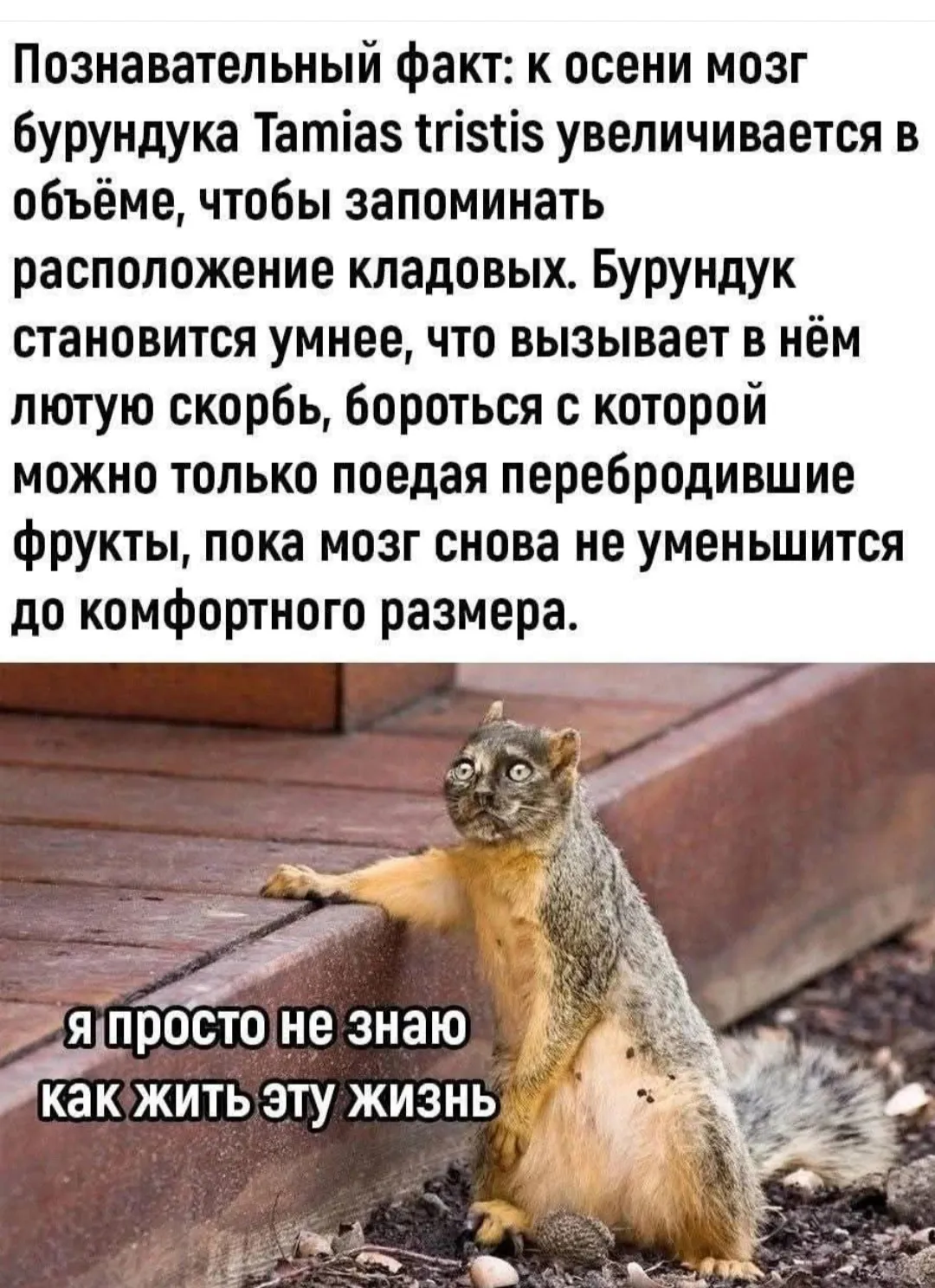 Познавательный факт #1