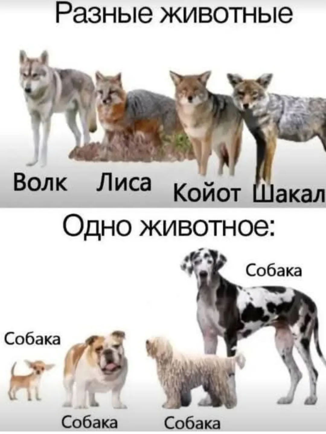 Человек виноват?  #2
