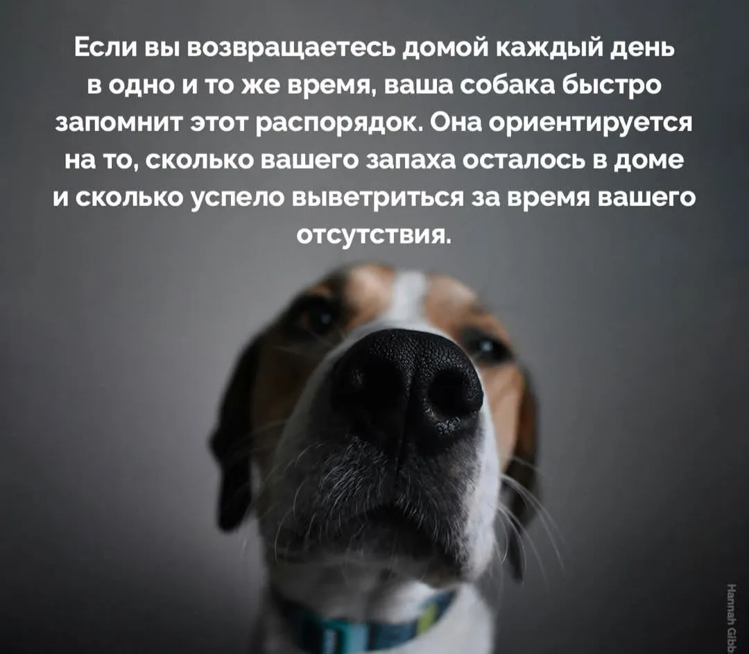 Как они понимают?  #2