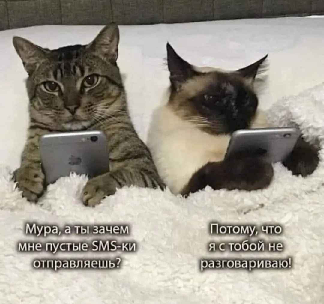 Котофейки #2