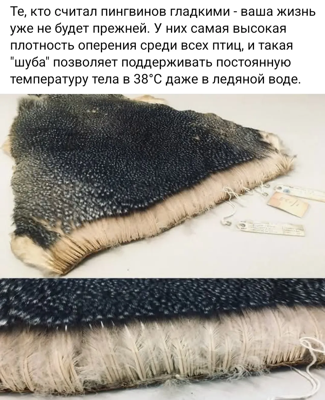 Я тоже думала, что они гладкие.  #2