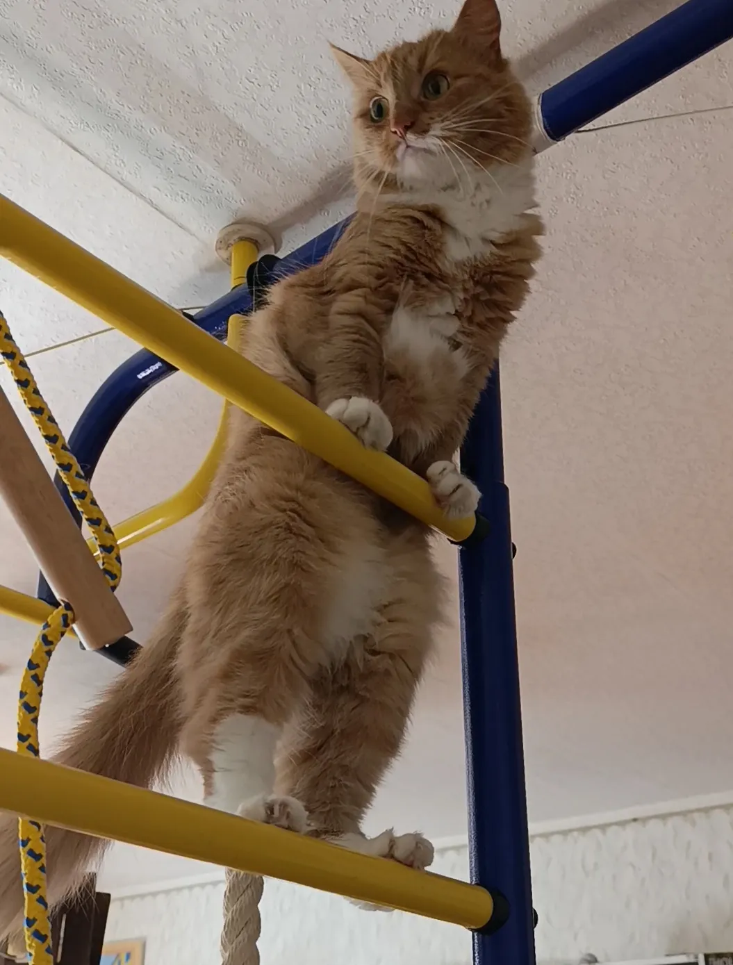 🥰🥰🥰🐈 #2