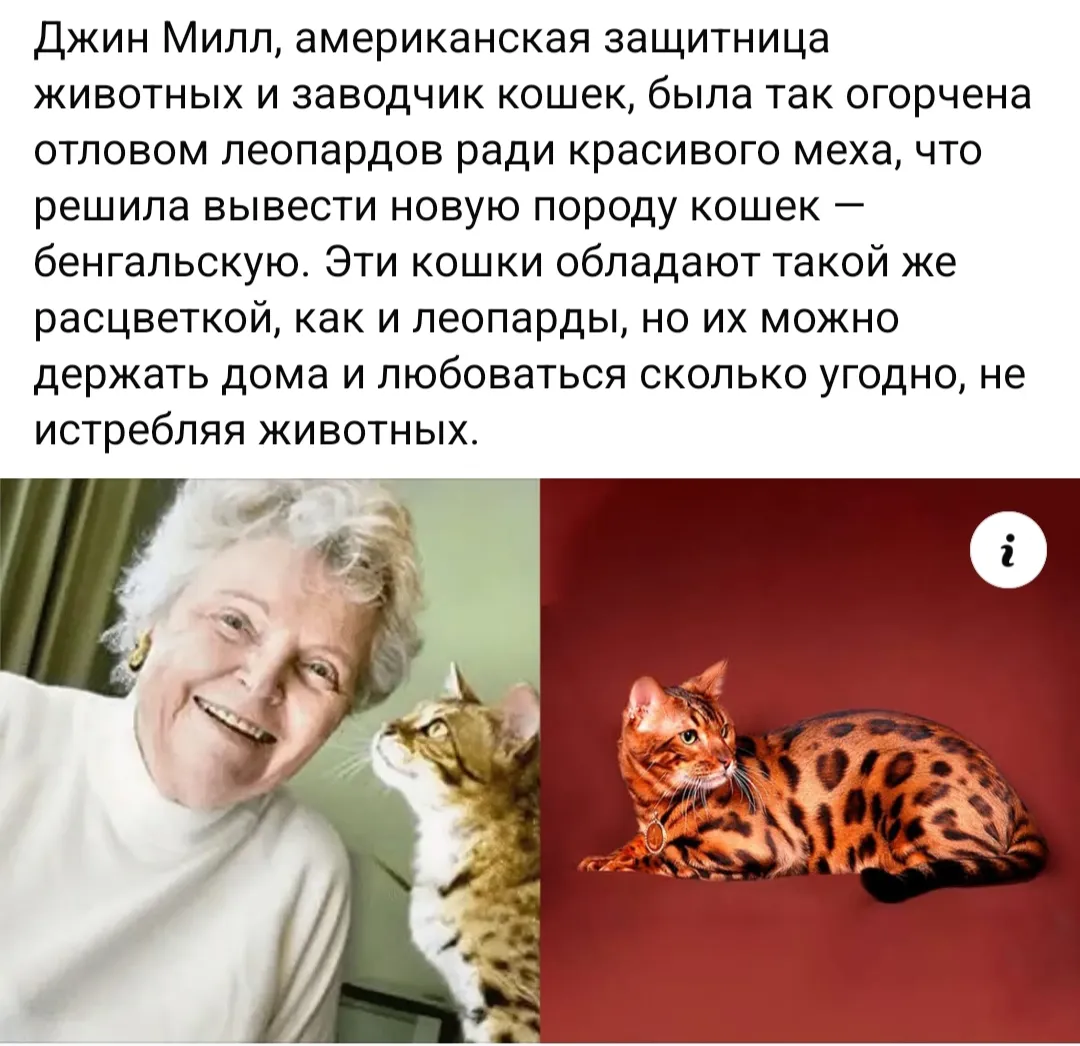 Как появились бенгальские кошки #1