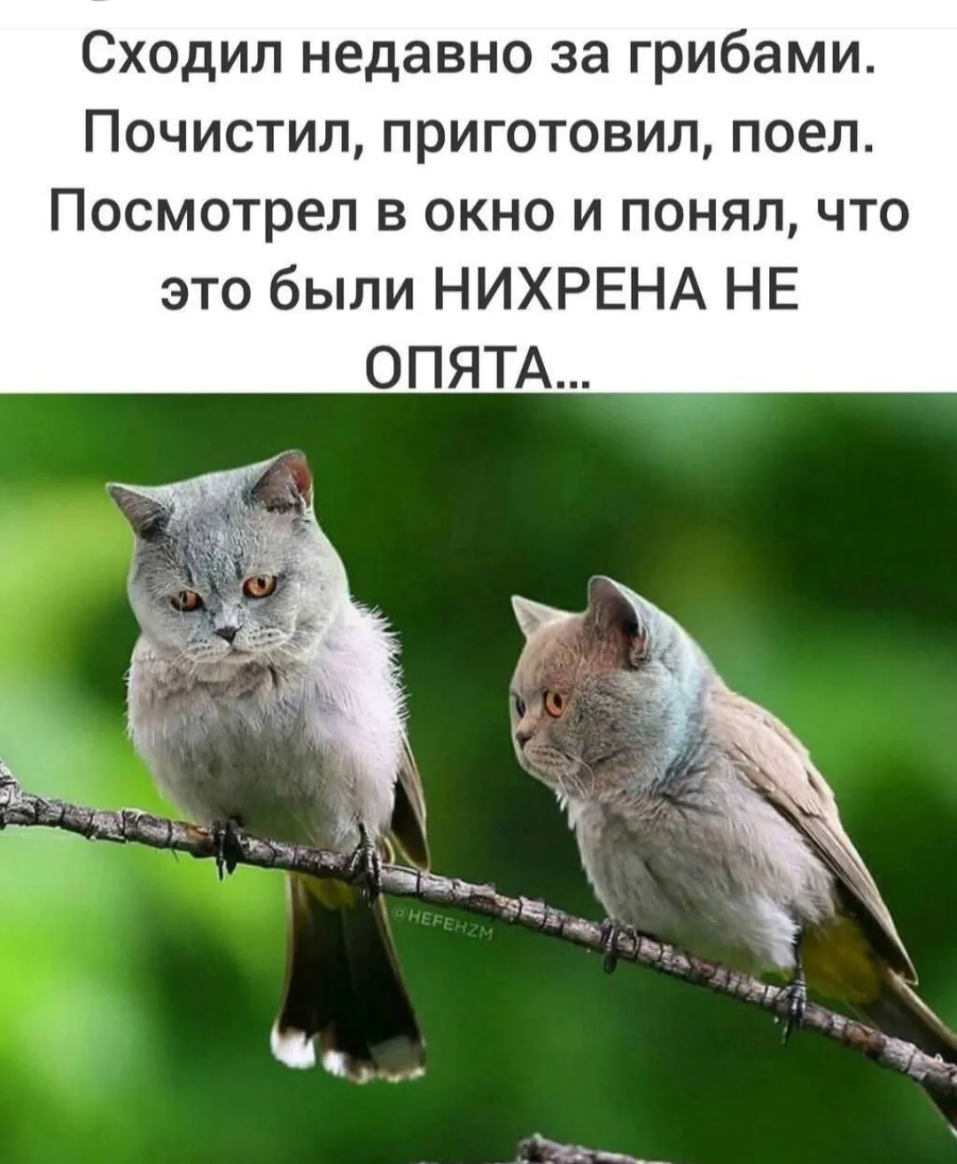 Сезон грибов начался #1