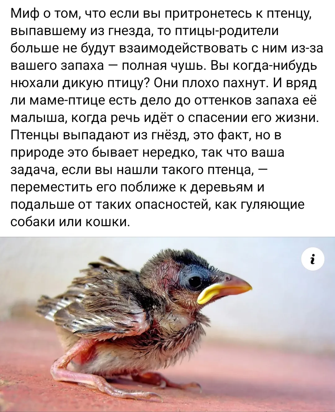 Можно ли помогать птенцам?  #2