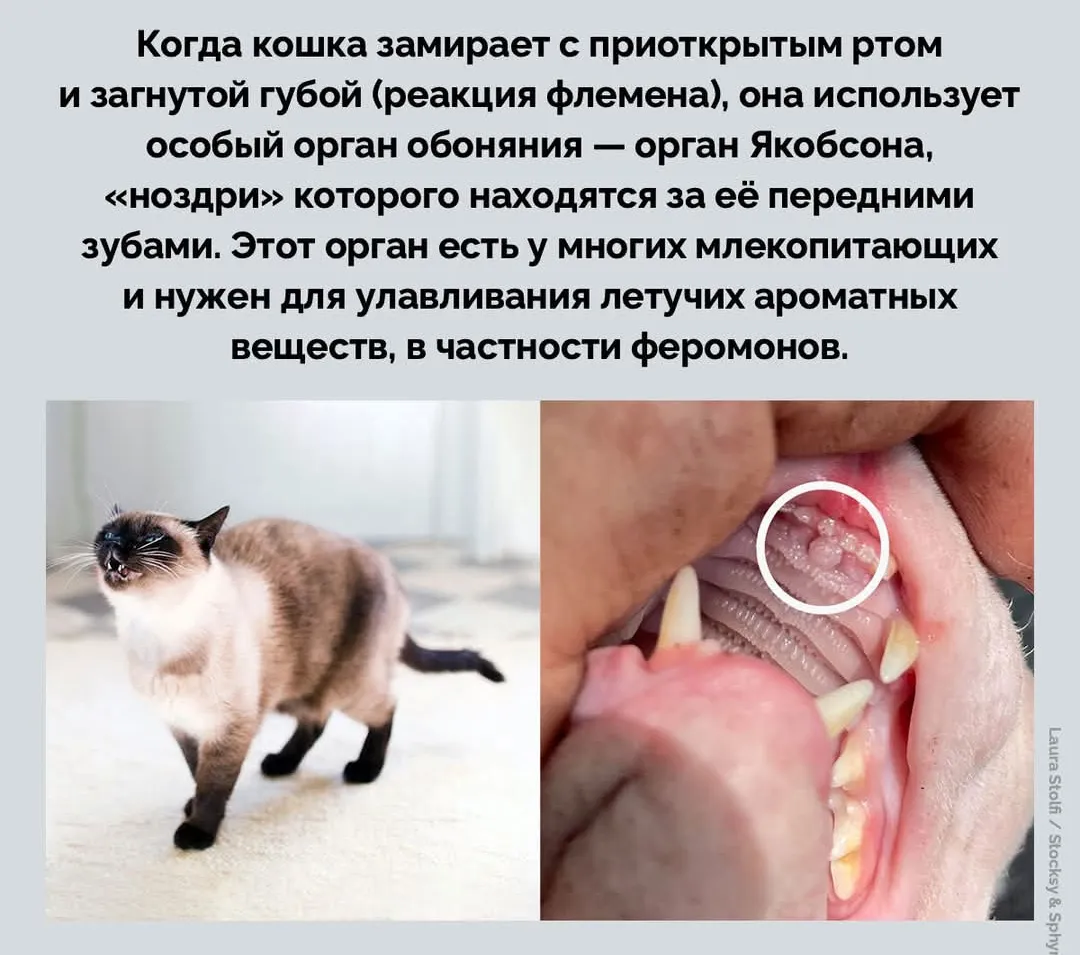 Орган Якобсона #1