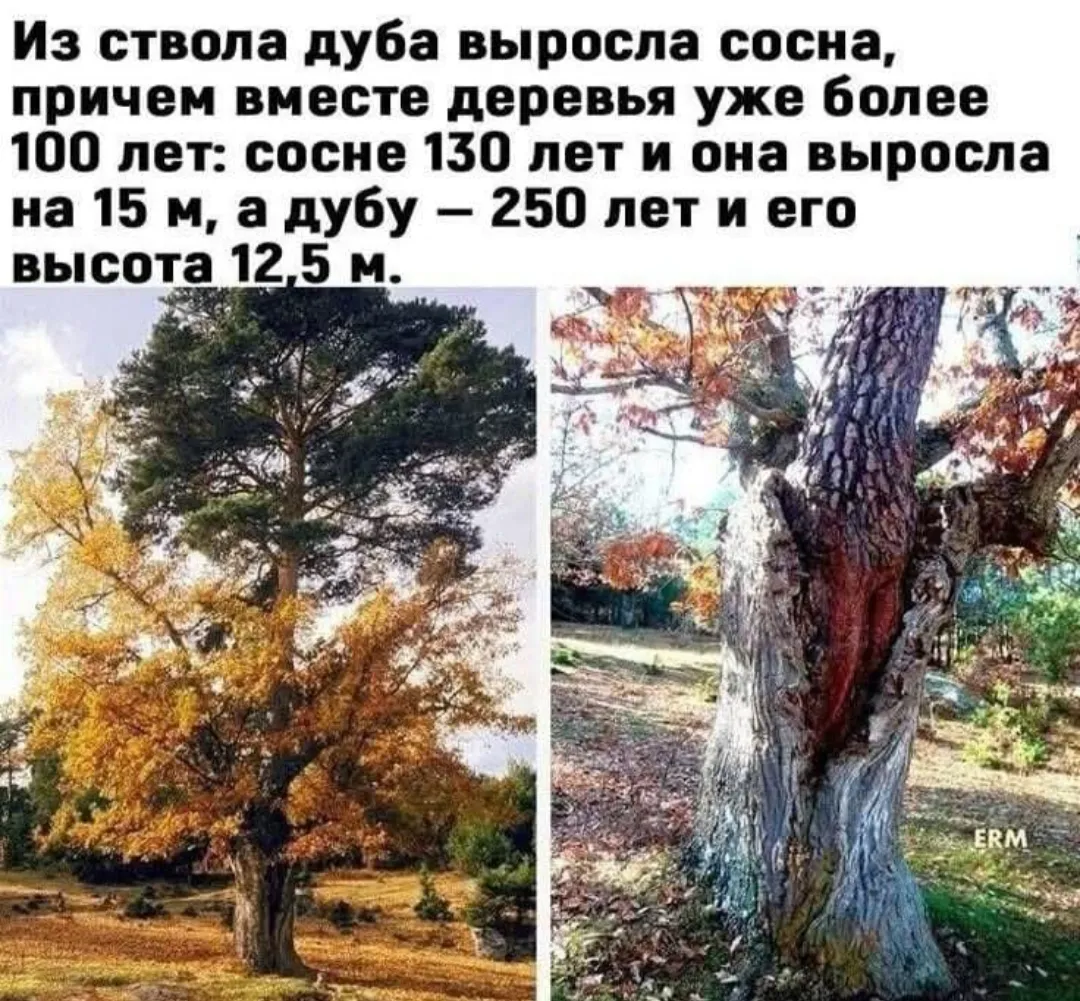 Деревья бывают очень необычными #1