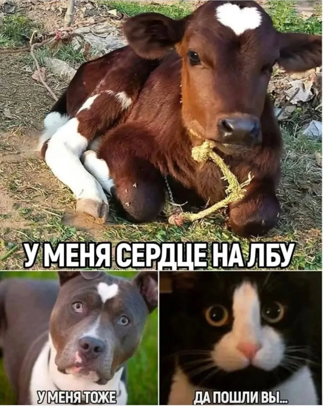 Улыбнись)  #2