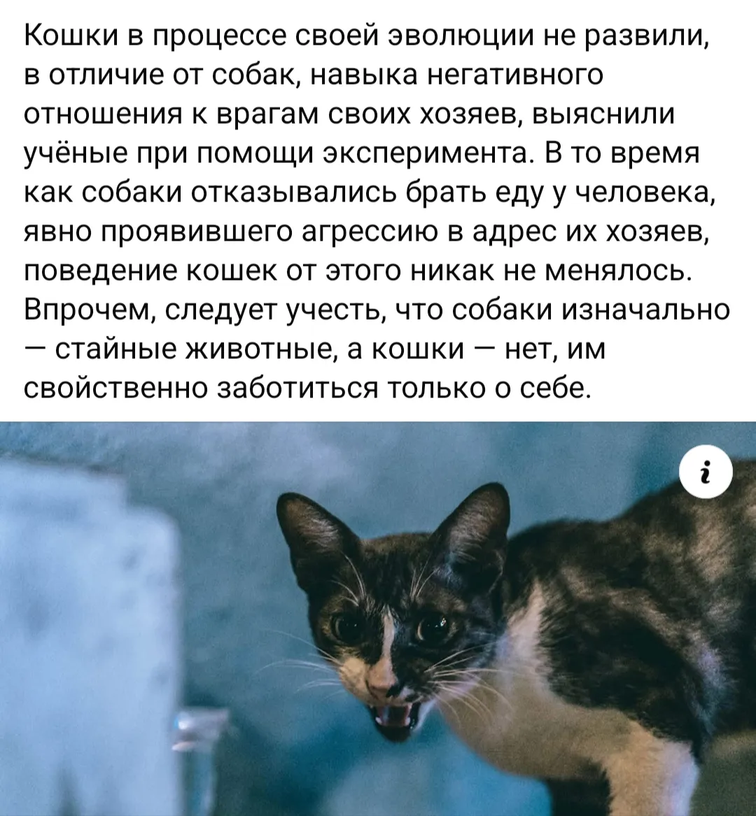 Кошка - не собака #1