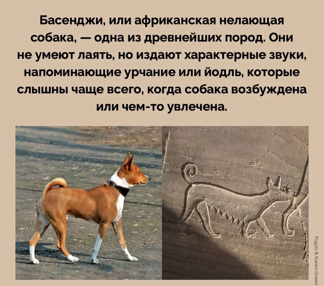 Какие собаки ещё не лаят?  #2