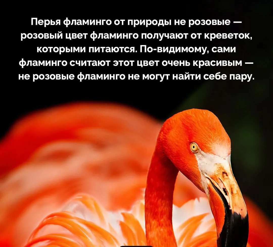 А знаете ли вы?  #4
