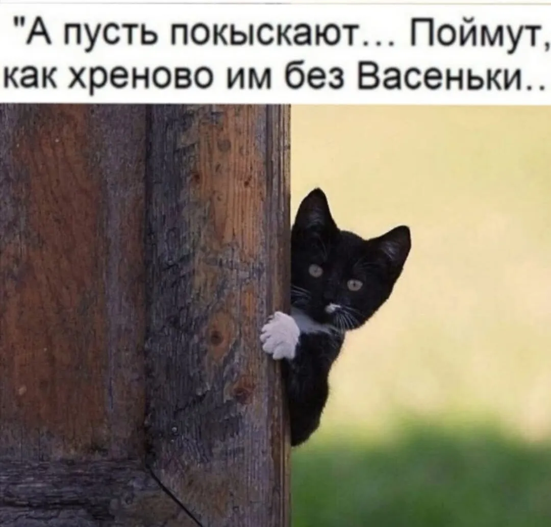Про котиков)  #2
