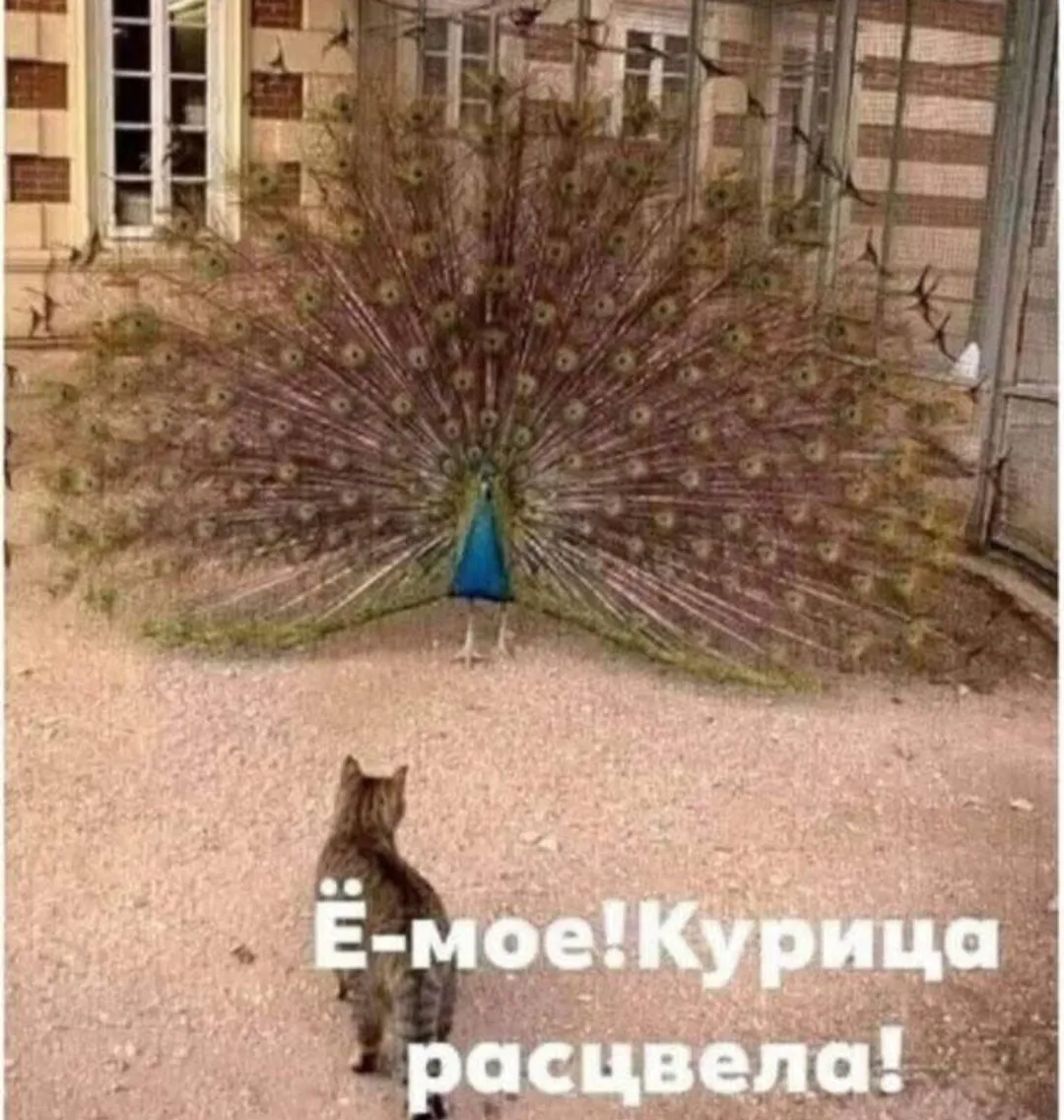 Про котиков)  #3