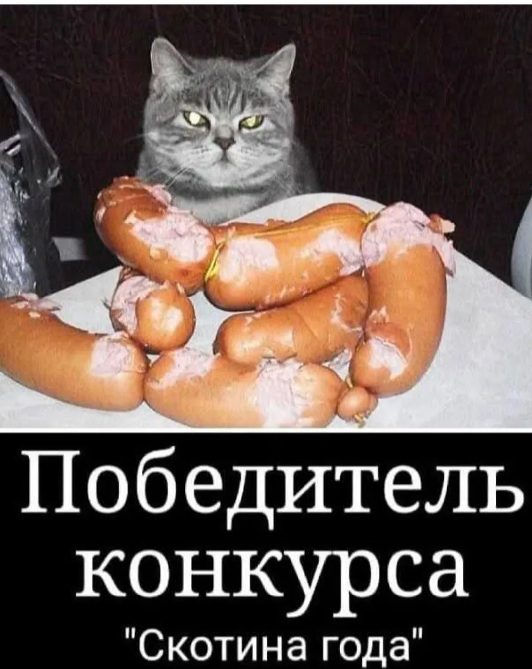 Про котиков)  #4