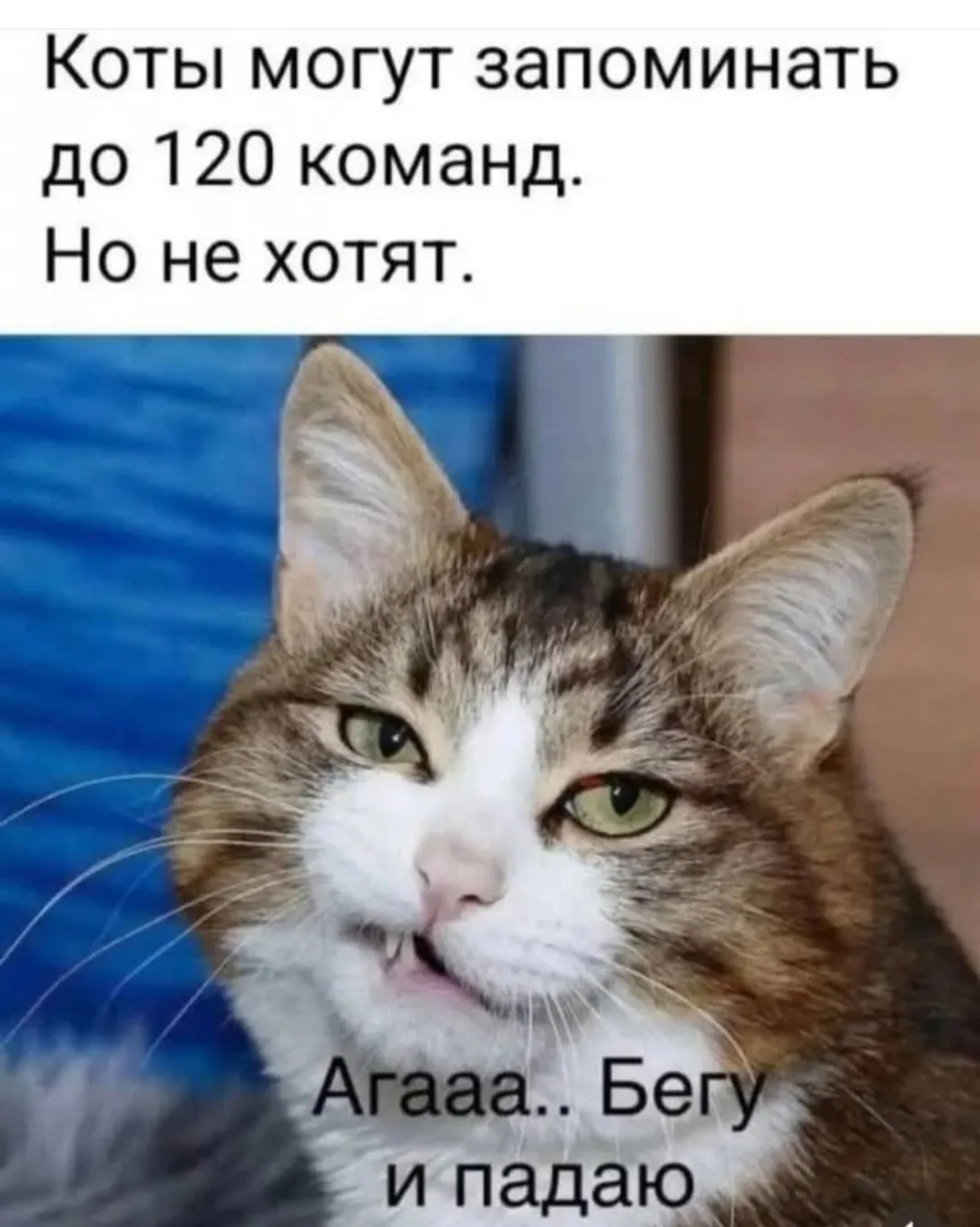 Коты  поддаются дрессировке #2